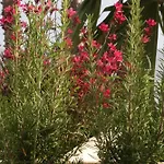 Mare Azzurro Apartmanhotel